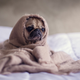 A lonely pug.